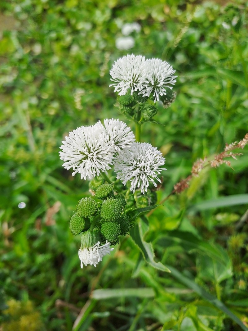 Gymnocoronis spilanthoides photo 7