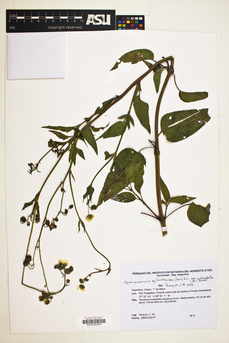 Gymnocoronis spilanthoides var. subcordata