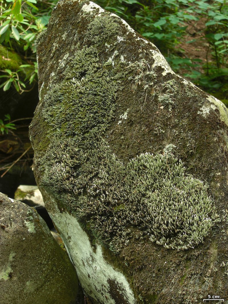 Gymnoderma Lichen