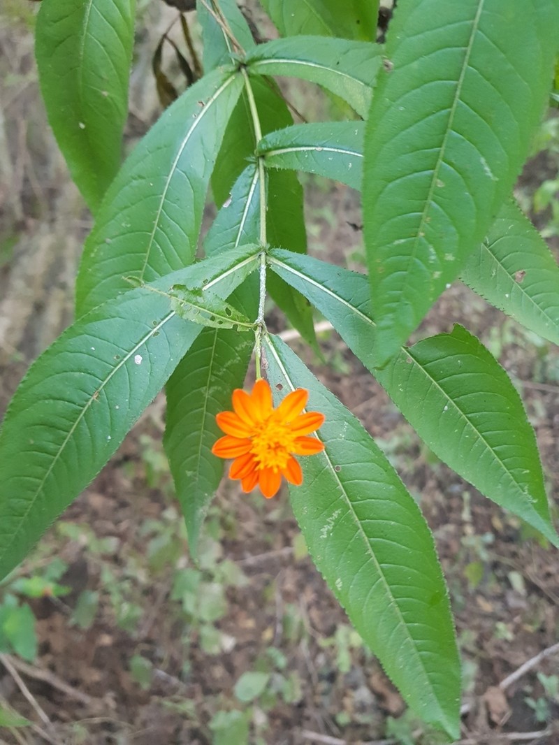 Gymnolaena chiapasana