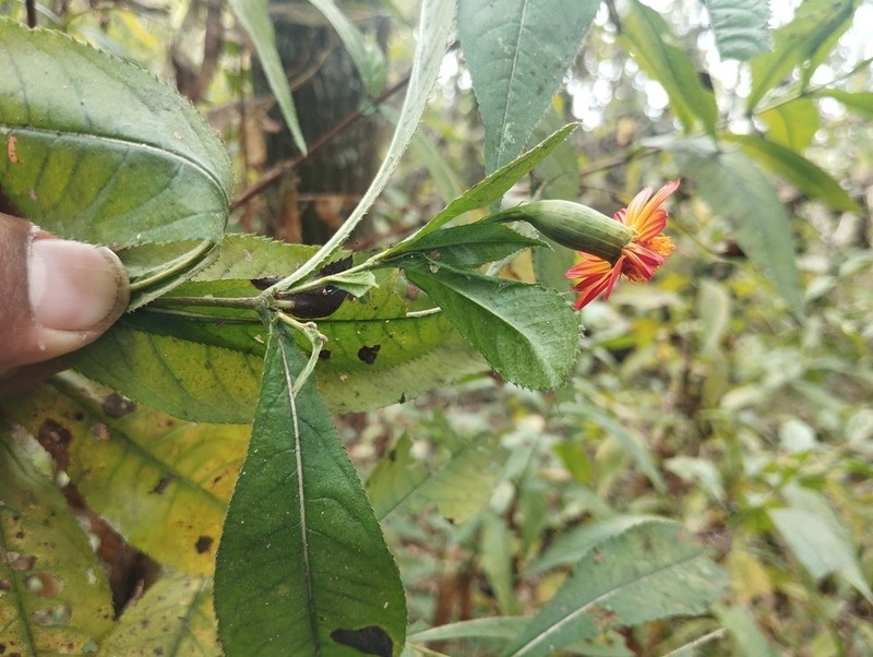 Gymnolaena chiapasana photo 4