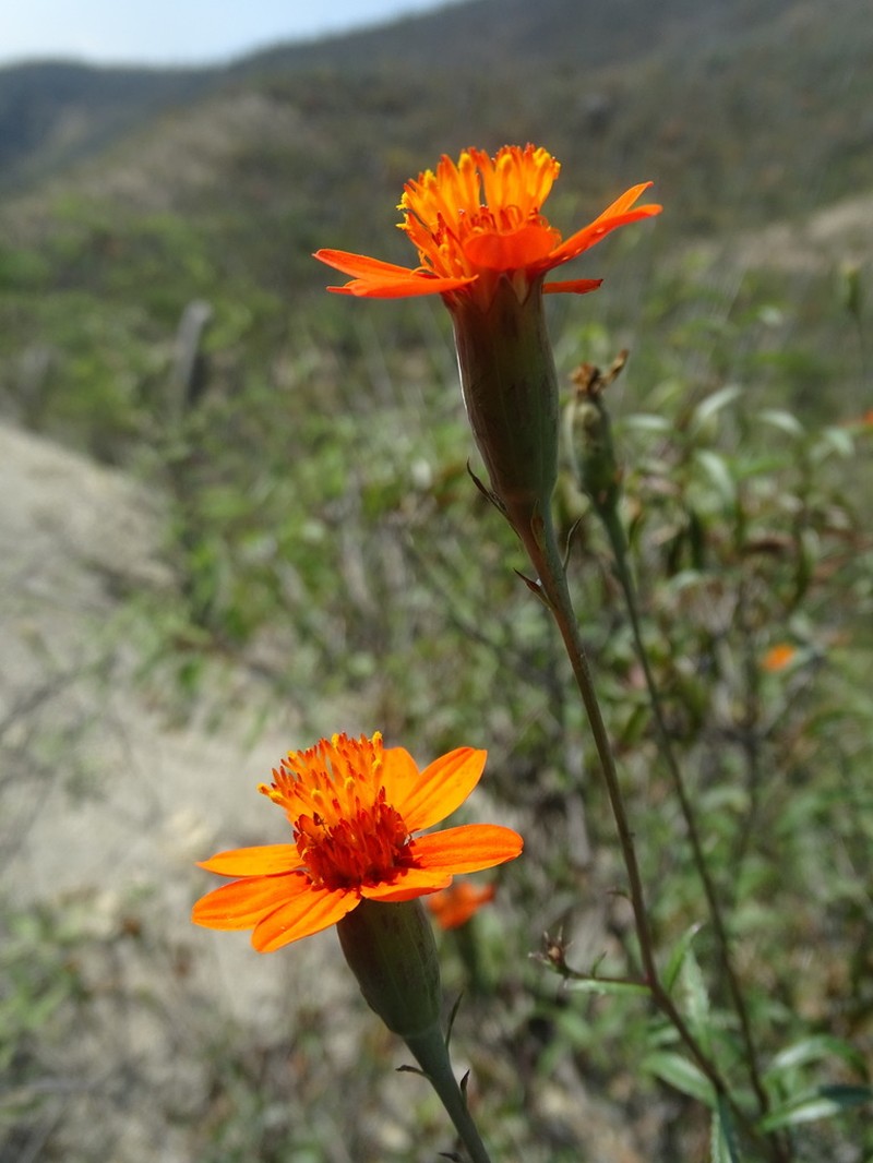 Gymnolaena oaxacana