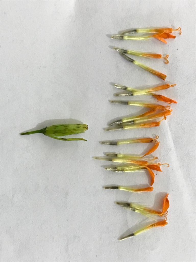 Gymnolaena serratifolia
