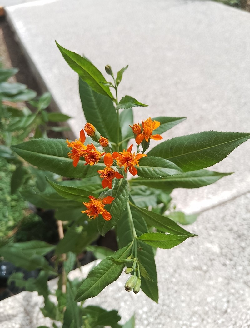 Gymnolaena serratifolia photo 2