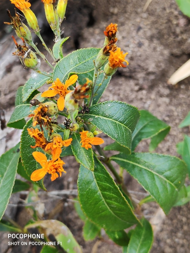 Gymnolaena serratifolia photo 4