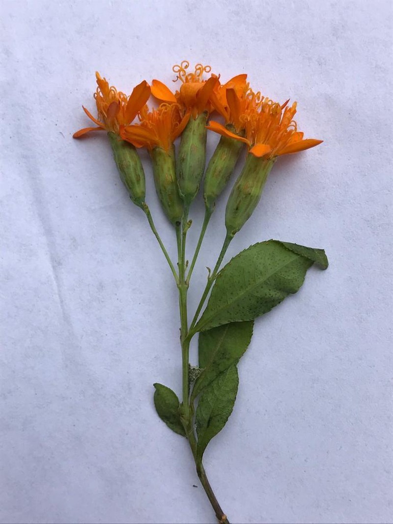 Gymnolaena serratifolia photo 5