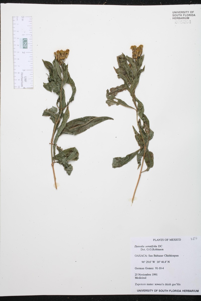 Gymnolaena serratifolia photo 7