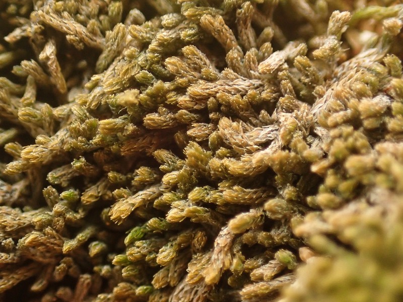 Gymnomitrion concinnatum