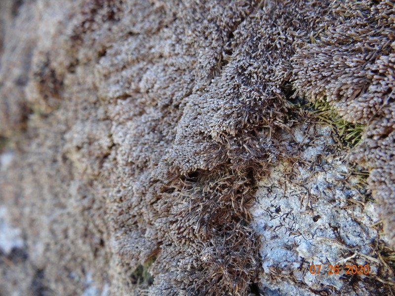 Gymnomitrion concinnatum photo 2