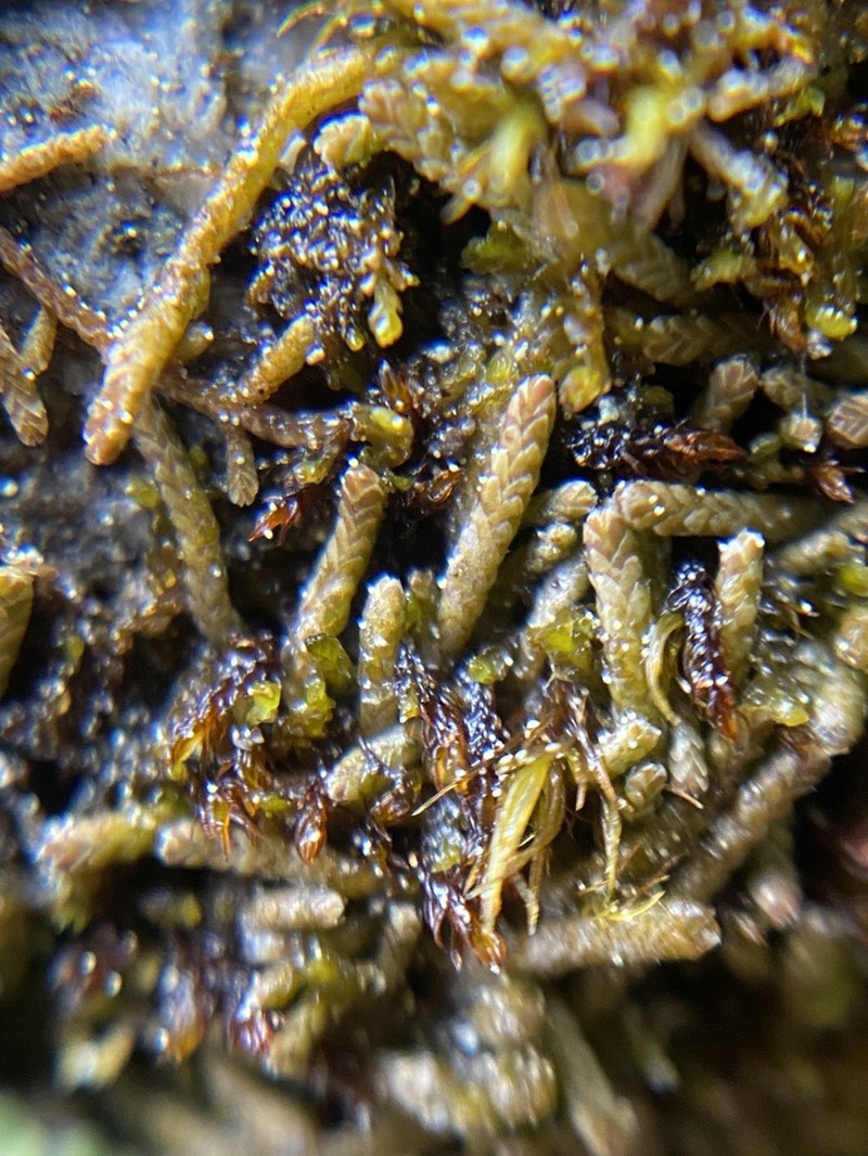 Gymnomitrion concinnatum photo 3
