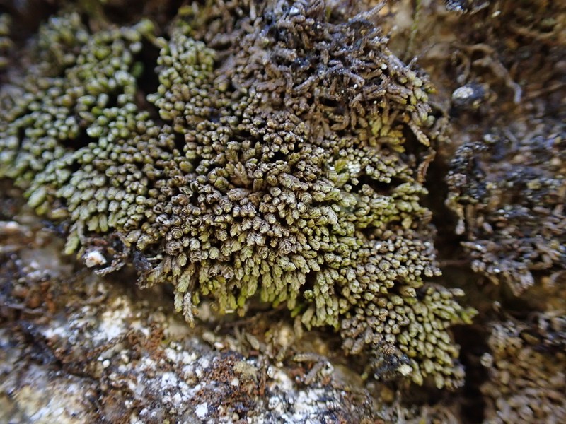 Gymnomitrion concinnatum photo 4