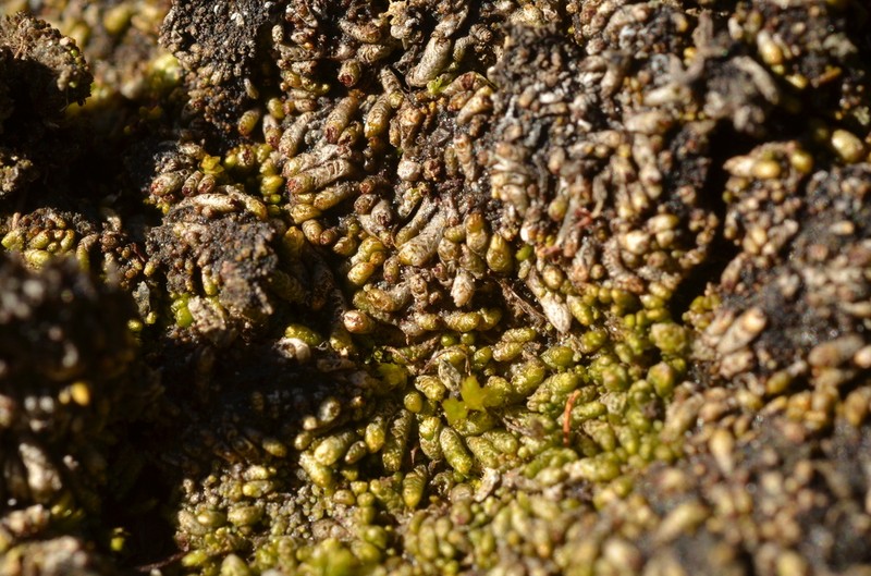 Gymnomitrion concinnatum photo 5
