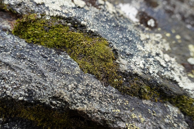 Gymnomitrion concinnatum photo 6