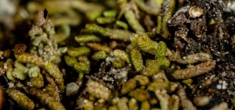 Gymnomitrion concinnatum photo 8