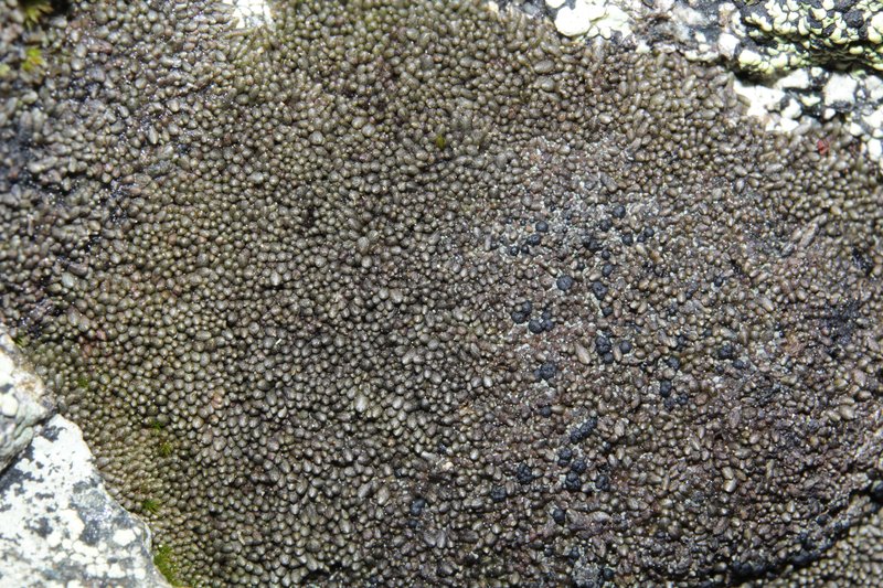 Gymnomitrion corallioides