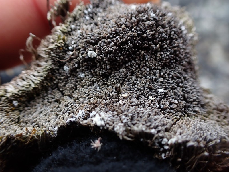 Gymnomitrion corallioides