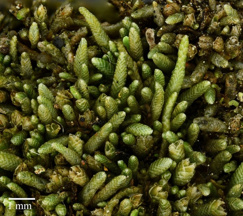 Gymnomitrion corallioides photo 2