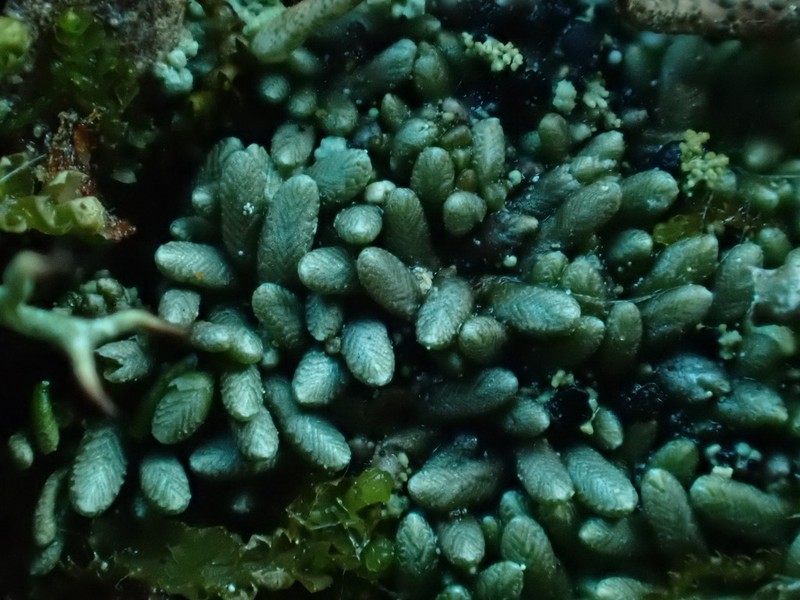 Gymnomitrion corallioides photo 3