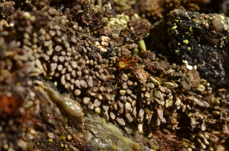 Gymnomitrion corallioides photo 4