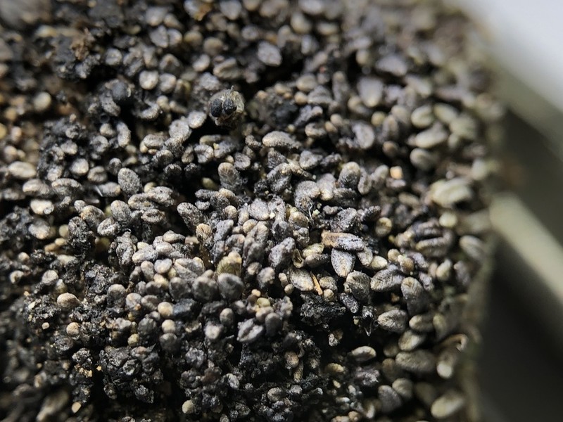 Gymnomitrion corallioides photo 5