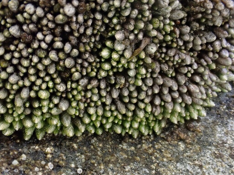 Gymnomitrion corallioides photo 6