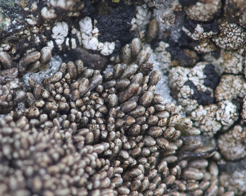 Gymnomitrion corallioides photo 7
