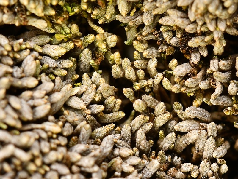 Gymnomitrion corallioides photo 8
