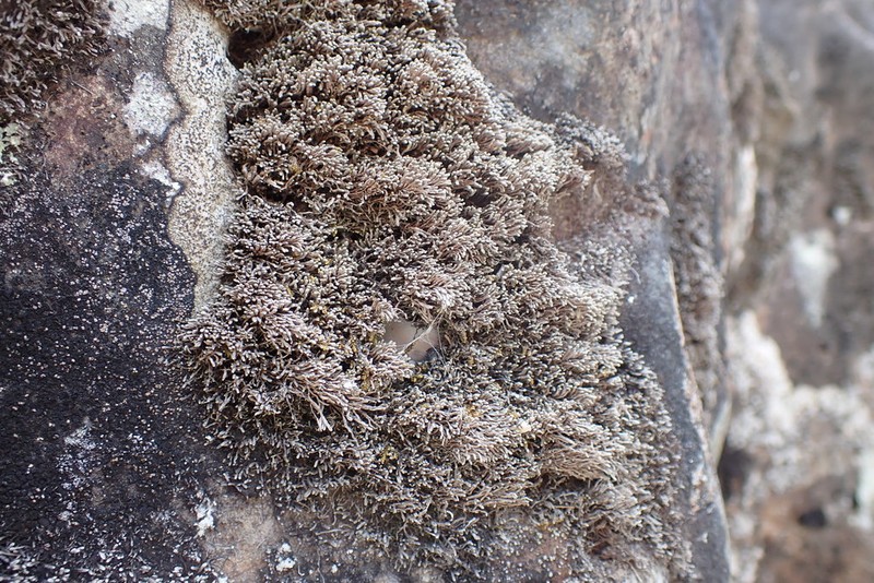 Gymnomitrion obtusum