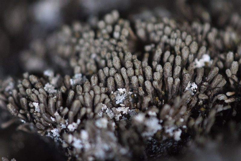 Gymnomitrion obtusum photo 2