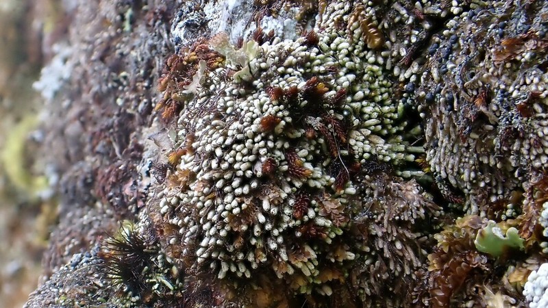 Gymnomitrion obtusum photo 3