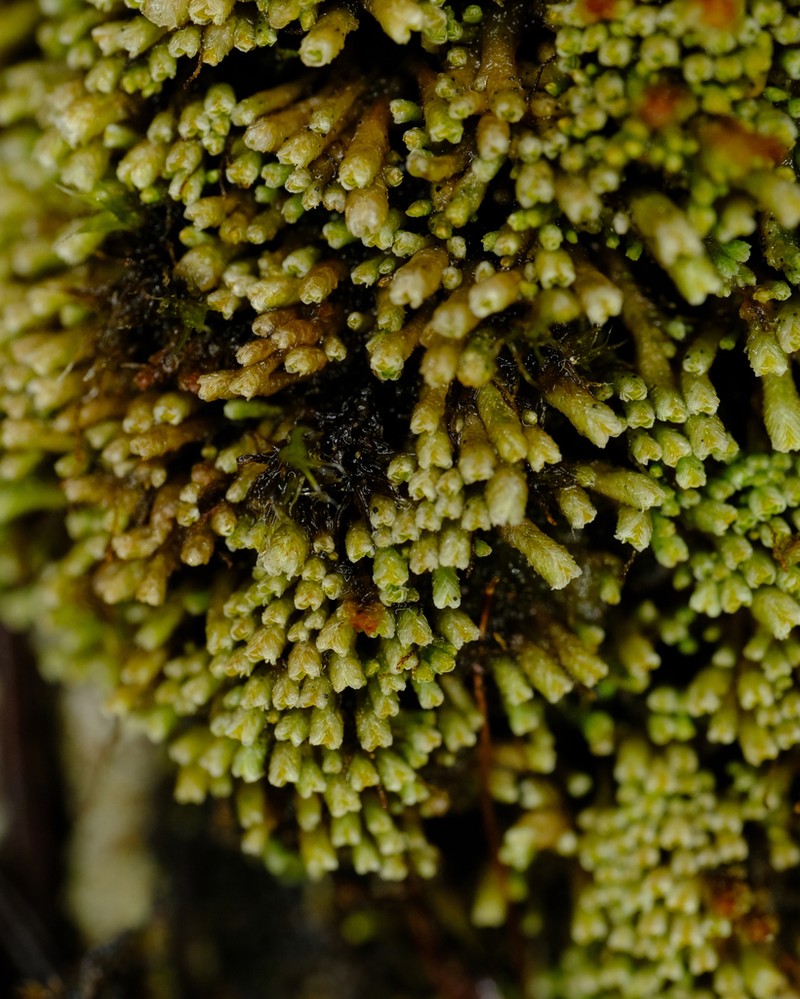 Gymnomitrion obtusum photo 4