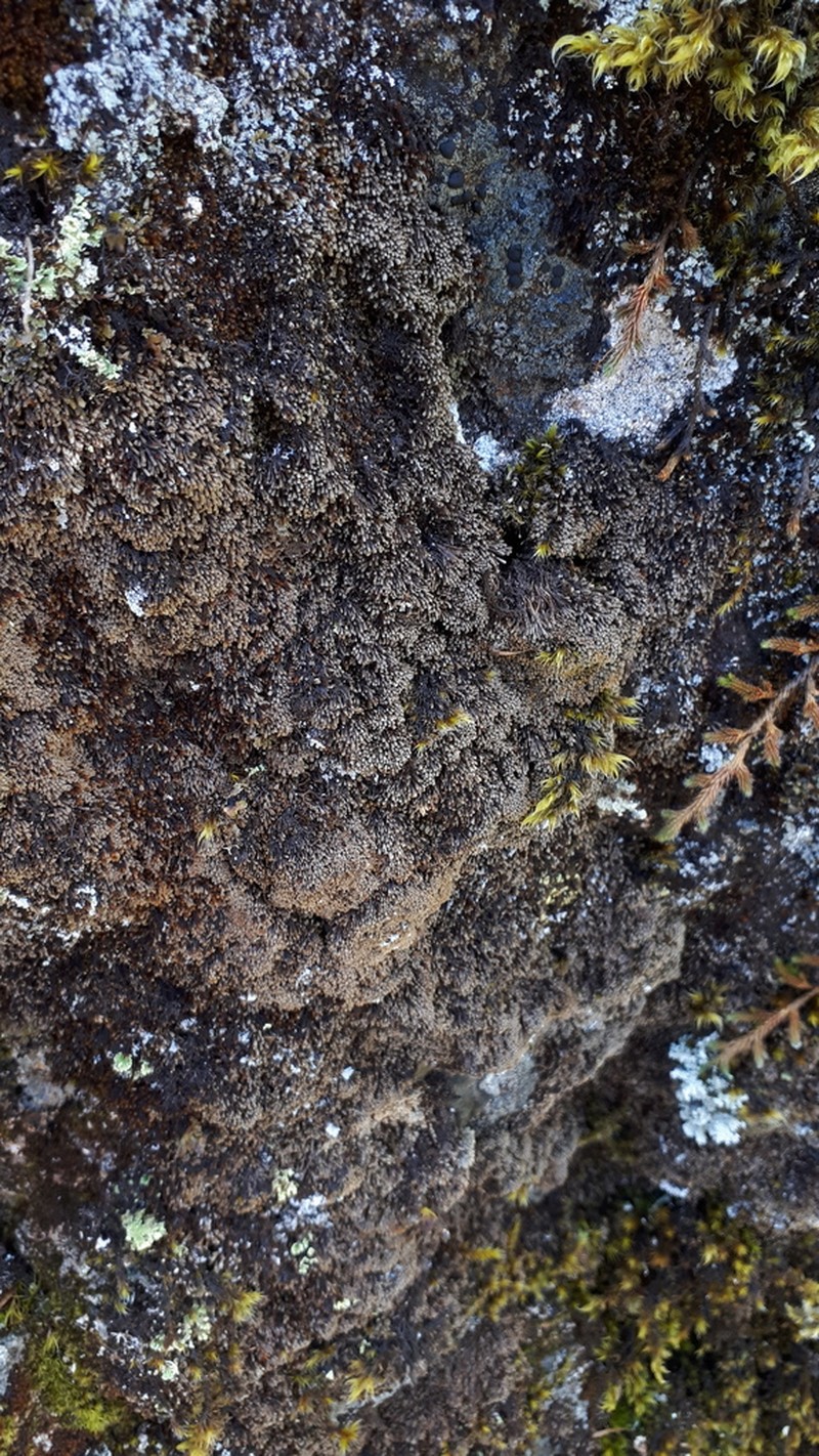 Gymnomitrion obtusum photo 5