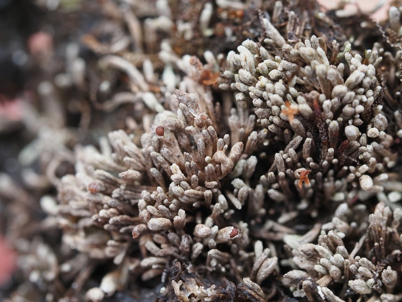 Gymnomitrion obtusum photo 6