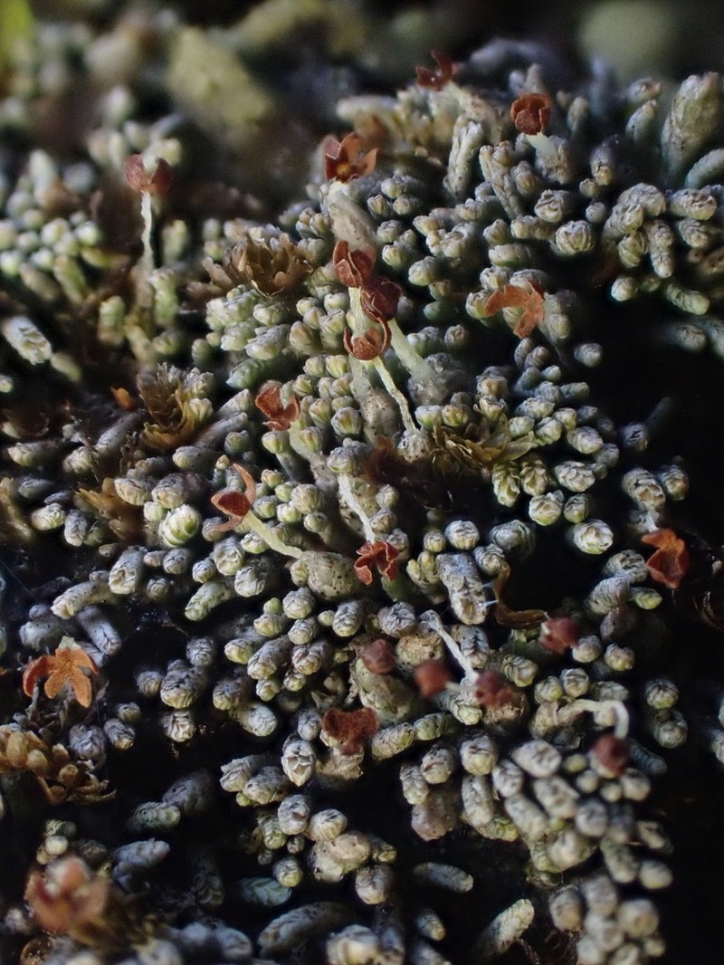 Gymnomitrion obtusum photo 7