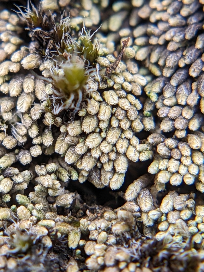 Gymnomitrion obtusum photo 8