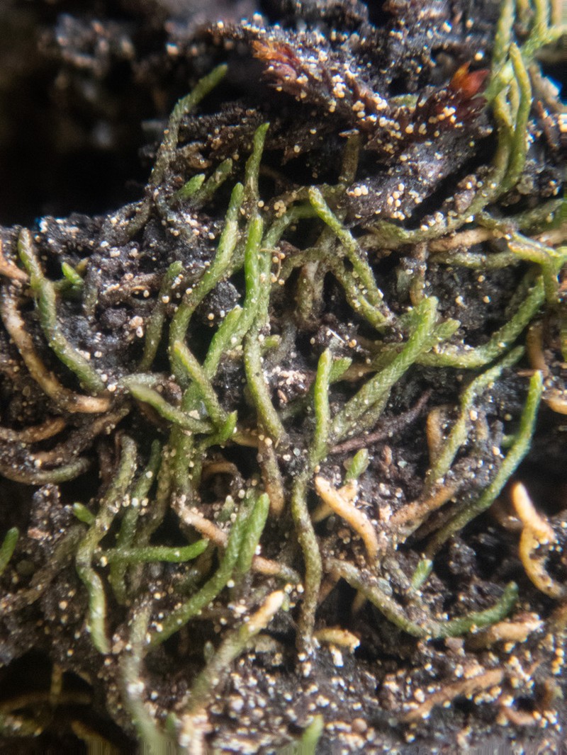 Gymnomitrion pacificum