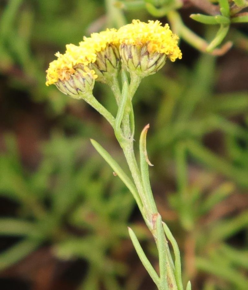 Gymnopentzia bifurcata