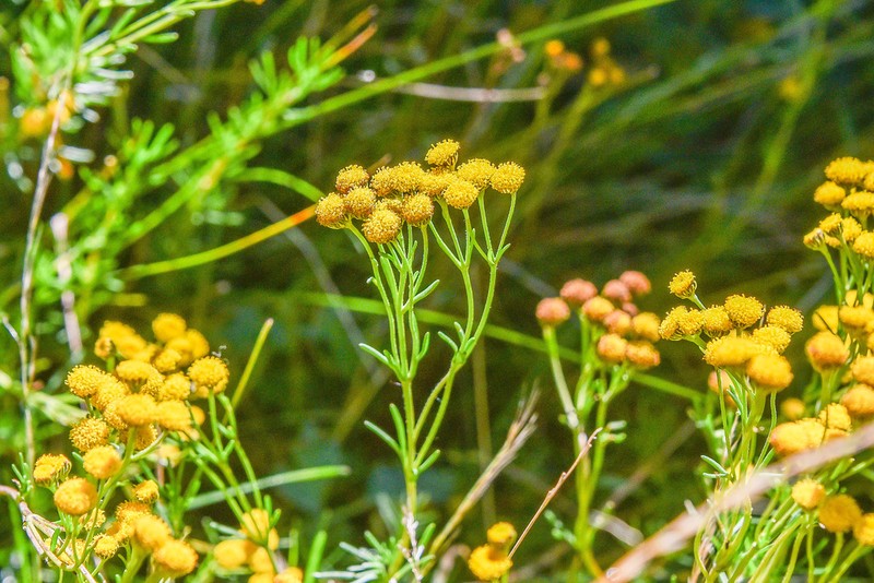 Gymnopentzia bifurcata photo 2