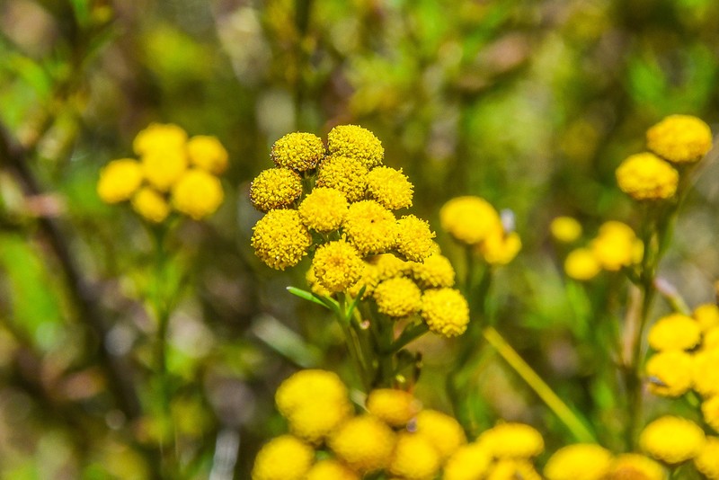 Gymnopentzia bifurcata photo 3