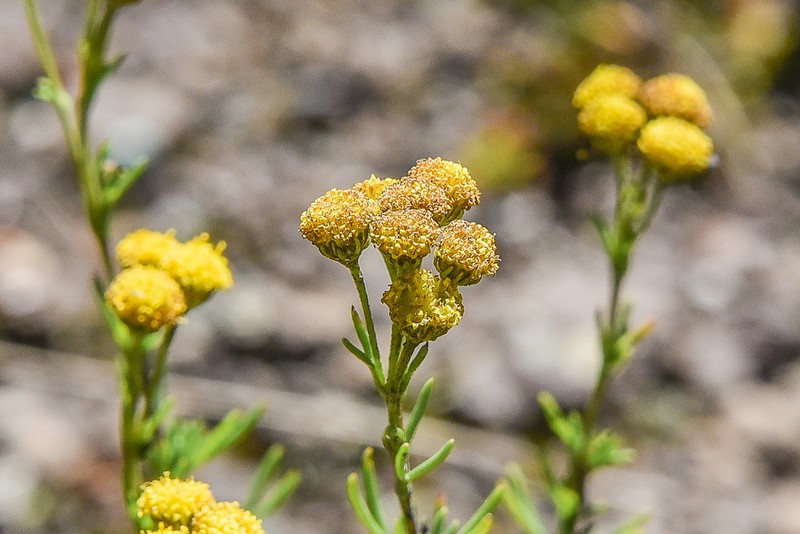 Gymnopentzia bifurcata photo 4