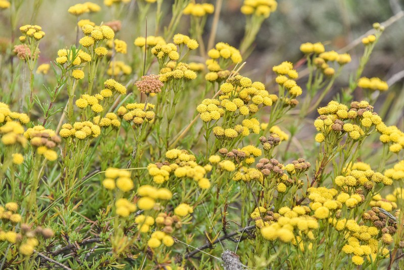 Gymnopentzia bifurcata photo 5