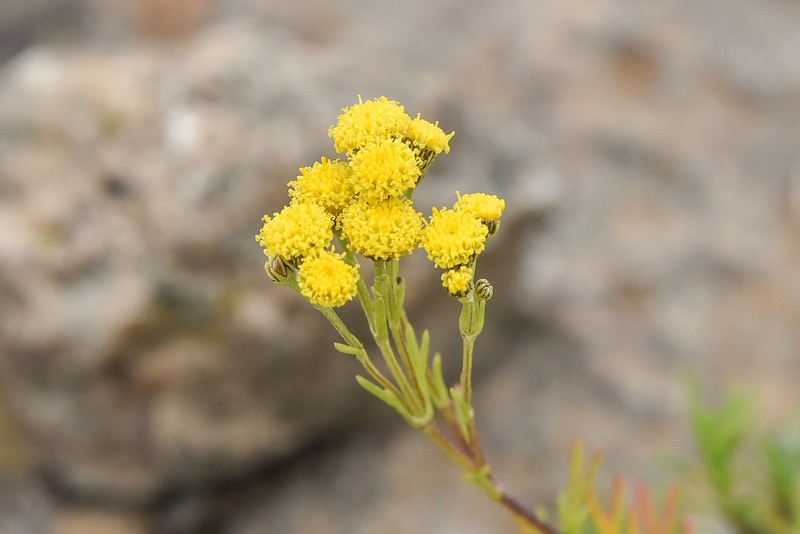 Gymnopentzia bifurcata photo 6