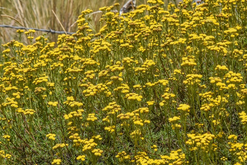 Gymnopentzia bifurcata photo 7