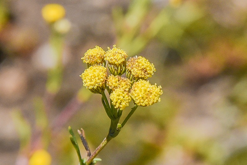 Gymnopentzia bifurcata photo 8
