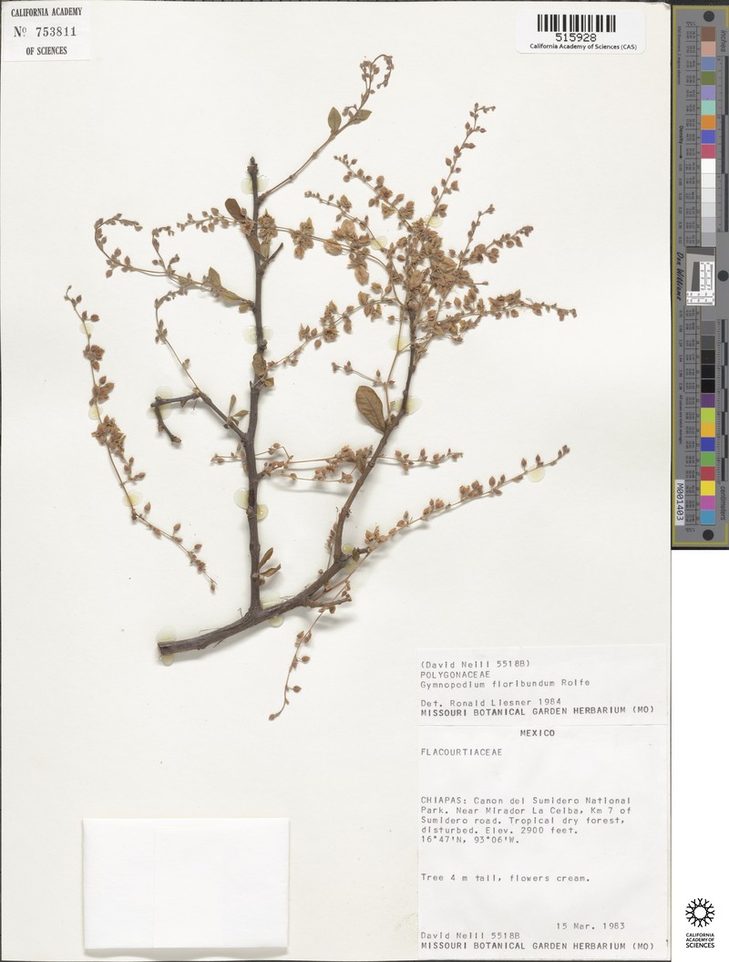 Gymnopodium floribundum subsp. antigonoides