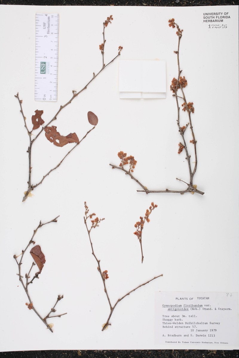 Gymnopodium floribundum subsp. antigonoides photo 2