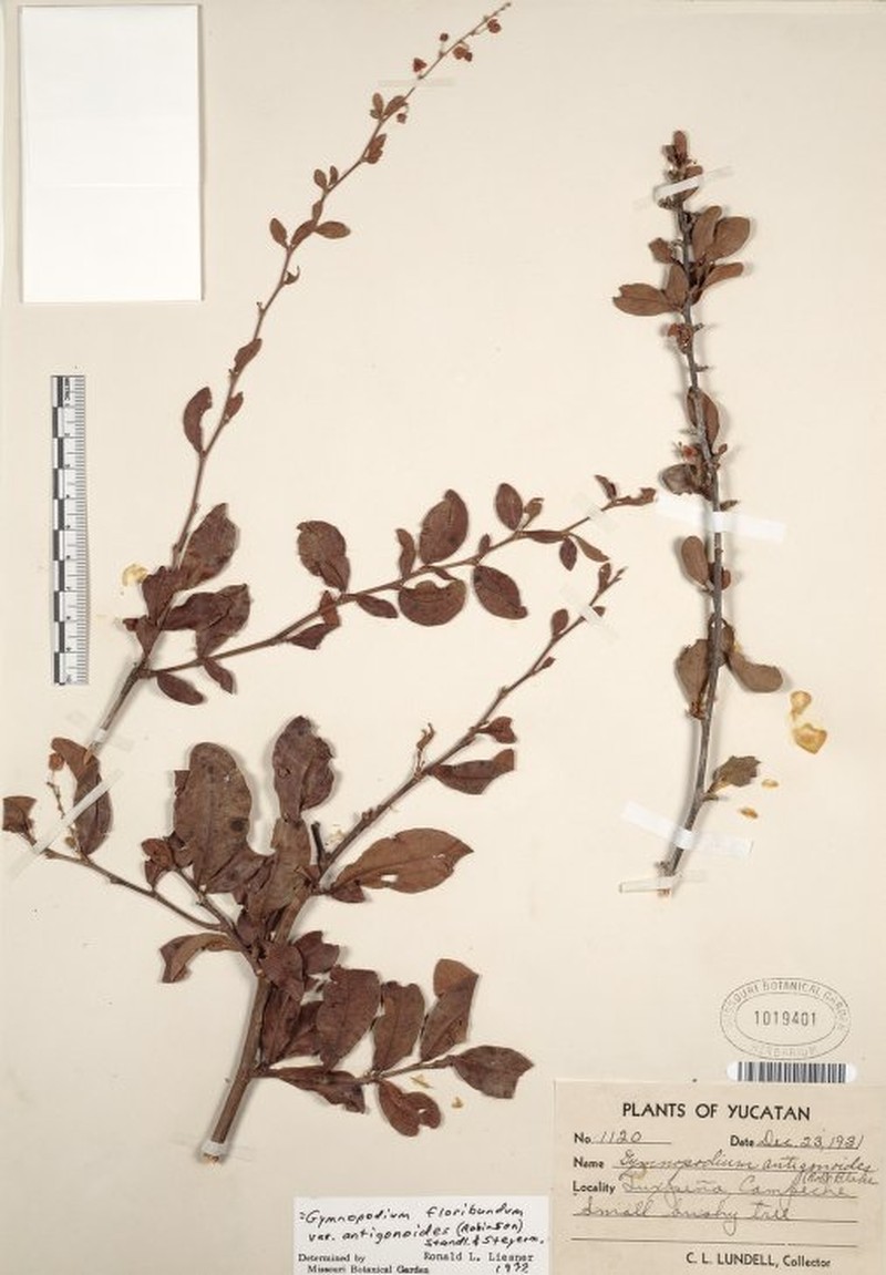 Gymnopodium floribundum subsp. antigonoides photo 3