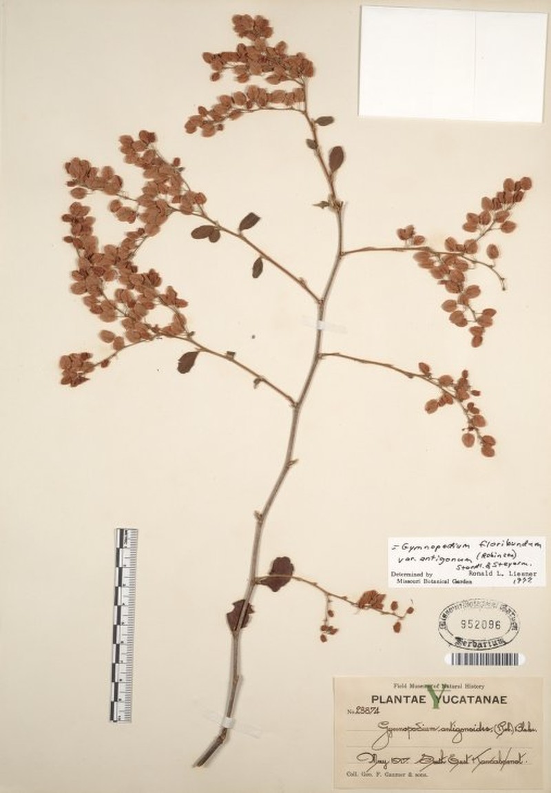 Gymnopodium floribundum subsp. antigonoides photo 4