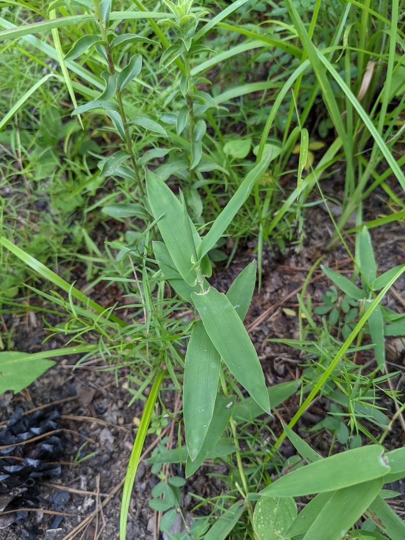 Bearded Skeletongrass