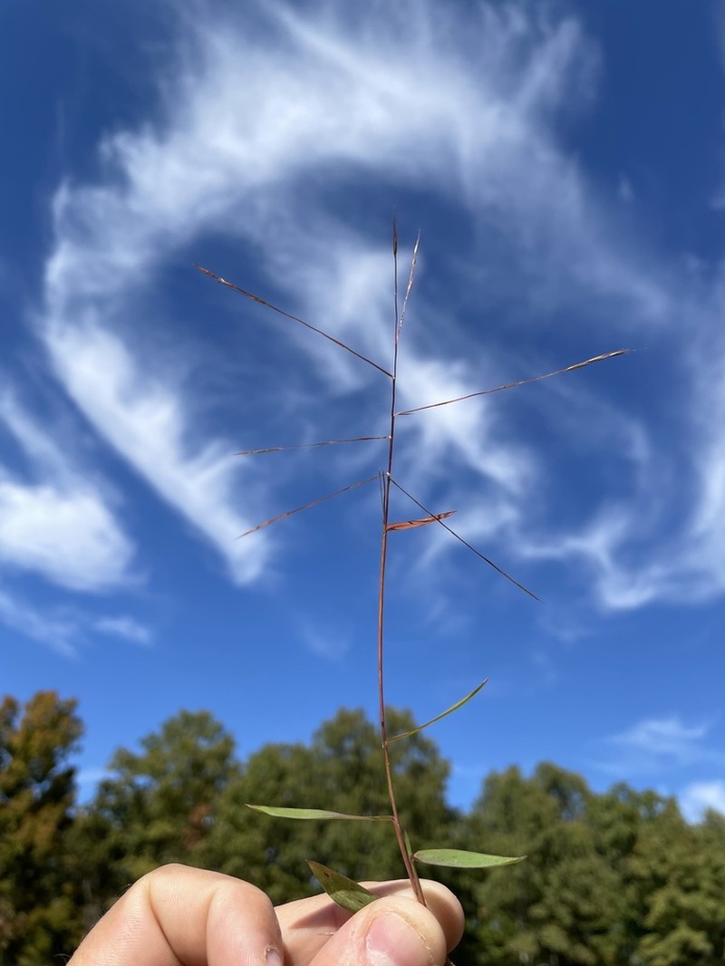 Bearded Skeletongrass photo 3